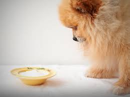 dog probiotics essential nutrition or