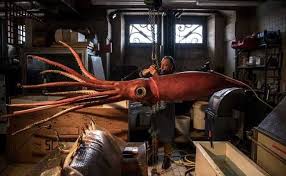 giant squid gets makeover before