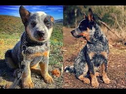 Facts On The Blue Heeler Cattle Dog Breed Information