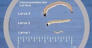 flea larvae appearance biology and