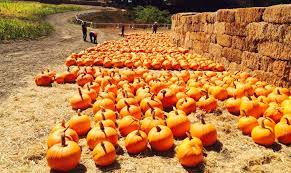 Maybe you would like to learn more about one of these? Halloween 2020 15 Bay Area Pumpkin Patches