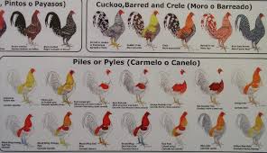 Chicken Color Chart Roosters From Ultimate Fowl Forum Barred