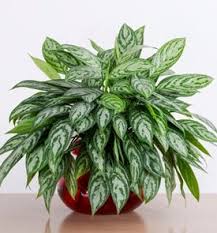 a guide to growing chinese evergreen