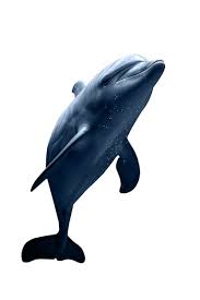 dolphin images free on freepik