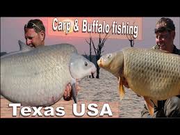 buffalo fishing carp fishing in texas