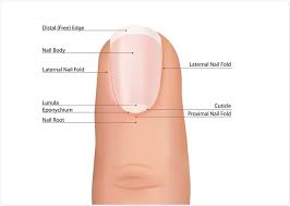 types of nail disease