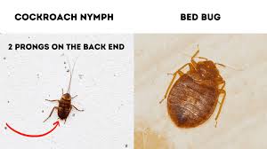 14 Bugs That Look Like Bed Bugs With