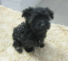 Maybe you would like to learn more about one of these? Adopt Yorkie Poo Puppies On Petfinder Yorkie Poo Puppies Yorkie Poo Yorkie