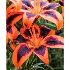 orange purple tiger lily braj solutions