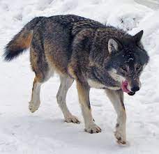 Wolf wolves are made for endurance hunting. Wolf Wikipedia
