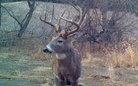 48 Rigorous Deer Movement Chart Texas