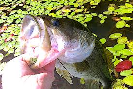 b pond fishing catch lunkers at