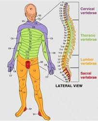 The Spine And Its Nerves Nerve Supply Channels And Where
