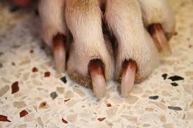 Image result for dog toe nail fungus