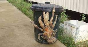 Is a coconut crab edible? Coconut Crabs The Bird Eating Monsters Of Your Nightmares