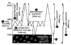 diagram shows a group of lung volumes