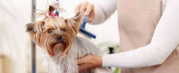 the 10 best dog groomers near me with