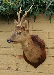 Good Taxidermy Roebuck Deer Mount