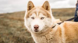 Agouti husky puppies for sale colorado. Alaskan Malamute Siberian Husky Mix Alusky Breed Info