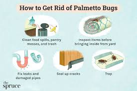 how to get rid of palmetto bugs so they
