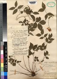 Lathyrus venetus (Mill.) Wohlf. | Plants of the World Online | Kew ...