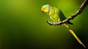 birds parrot rose ringed parakeet