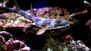 sharks spotted inland in home aquariums
