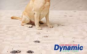 tulsa carpet cleaning for pet owners
