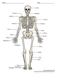 The flat bones are thin, curved and flattened like the sternum and skull. Printable Human Skeleton Diagram Labeled Unlabeled And Blank