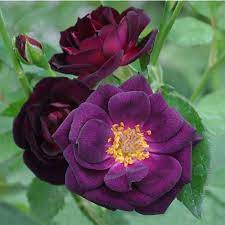 rose purple flower plant at