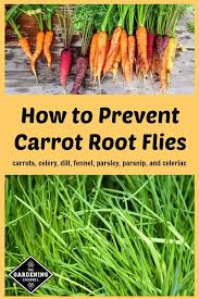 How To Fight Carrot Root Flies