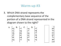 What are the base pairing rules? Answer 1 2 On The Warm Up Packet Using Your Protocol For Mc Questions Ppt Download