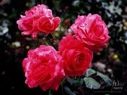 Image result for many small photos of beautiful roses