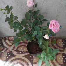 Rose Plant W Flowers Light Pink