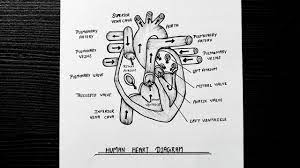 Human Heart Diagram || How to Draw Human Heart Diagram Step By Step || Class  10 || Biology || NCERT - YouTube