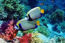 Reef Safe Fish For Your Saltwater Aquarium