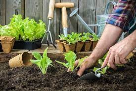 How To Start An Organic Garden In 9