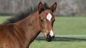 what is a baby horse called everything