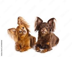 two dogs breed russian toy terrier