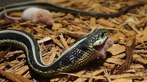 live feeding garter snake ingests a