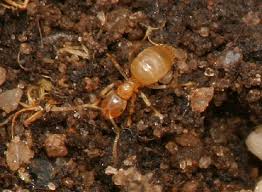 pavement ant burrow