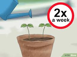 Place your apple sapling or tree into the hole. 3 Ways To Plant Apple Seeds Wikihow
