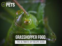 diy grhopper food