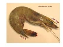 Why are shrimp heads removed?