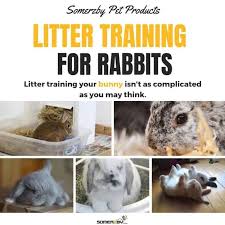 litter training rabbits can your