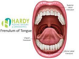 what is frenulum of tongue hardy