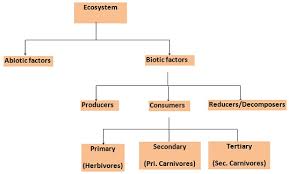 Biology Ecosystem Revision Notes For Neet Aipmt