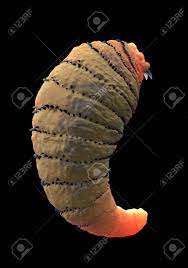 ウマバエ、ボット ハエ幼虫または Gasterophilus 寄生はえの幼虫の写真素材・画像素材 Image 44667181