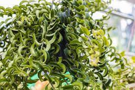 grow and care for a twisted lipstick plant