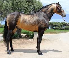 Start studying horse colors and markings. Sooty Buckskin With The Dark Overlay Dappling Concentrated Towards The Topline Getting Paler Towards The Belly Horses Unusual Horse Horse Breeds